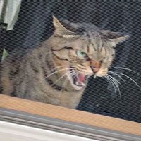 「来ないで！」 渾身のシャー顔がキマるフクくん（画像提供：なみおさん）