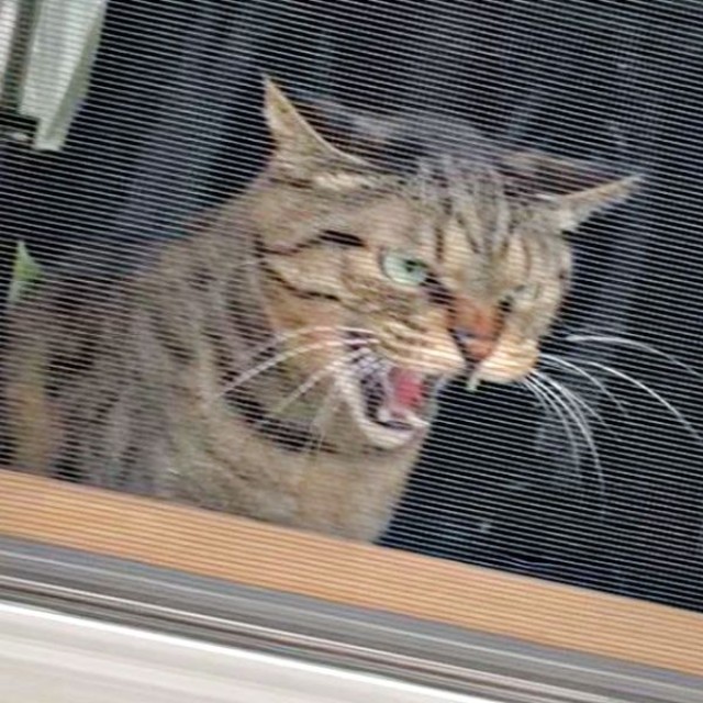 「来ないで！」 渾身のシャー顔がキマるフクくん（画像提供：なみおさん）