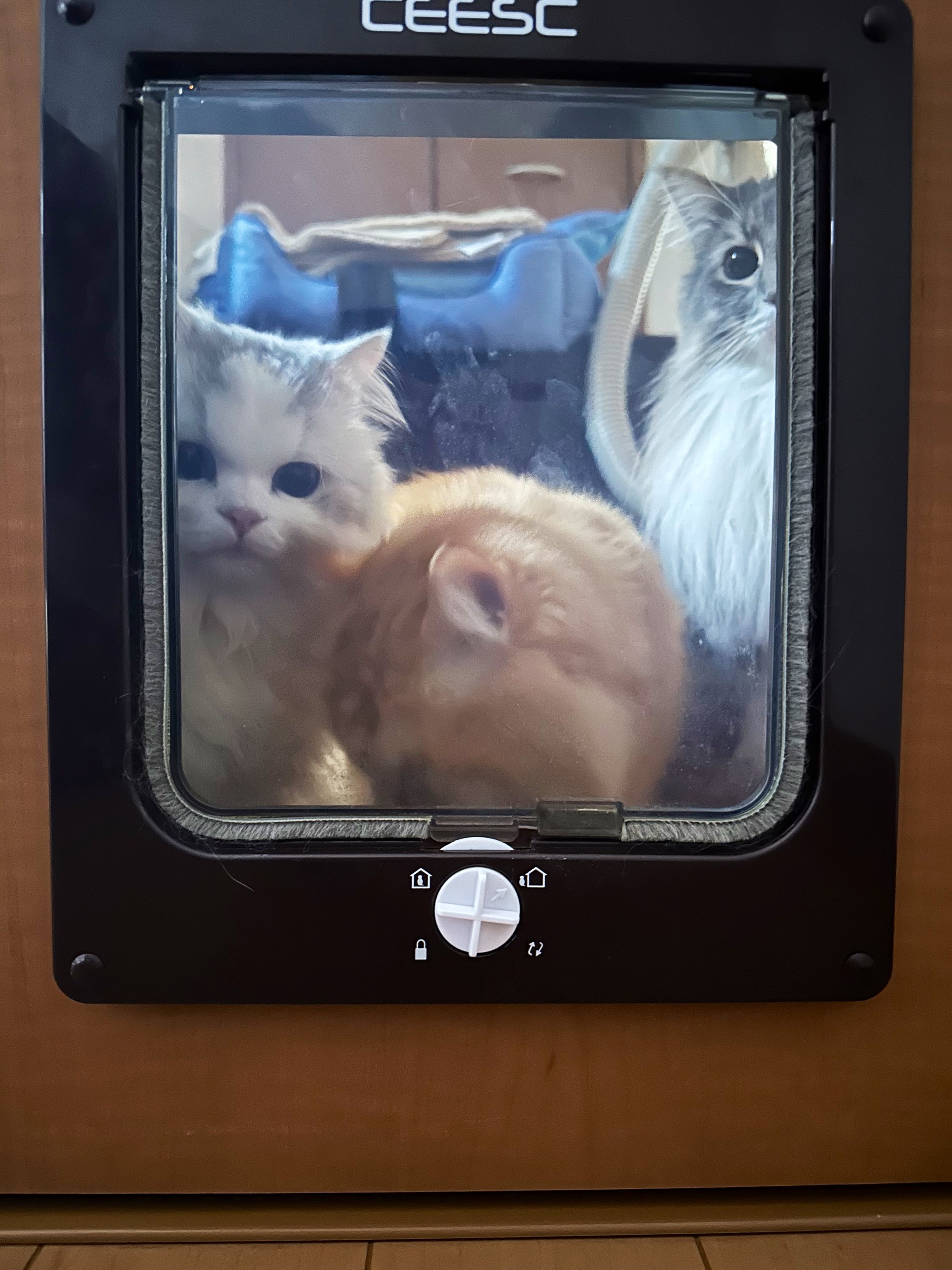 飼い主が寝室で寝込んでいたら」ドアの小窓から“面会”に訪れた3匹の猫