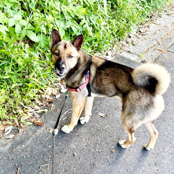 「楽しいな！」。散歩中、飼い主さんを振り返るばつ丸くん（画像提供：あやさん）