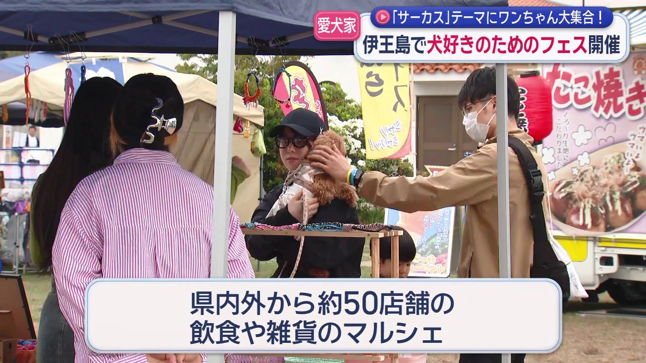 笑顔いっぱいになれる」 伊王島にワンちゃん大集合 (6) | 長崎ニュース