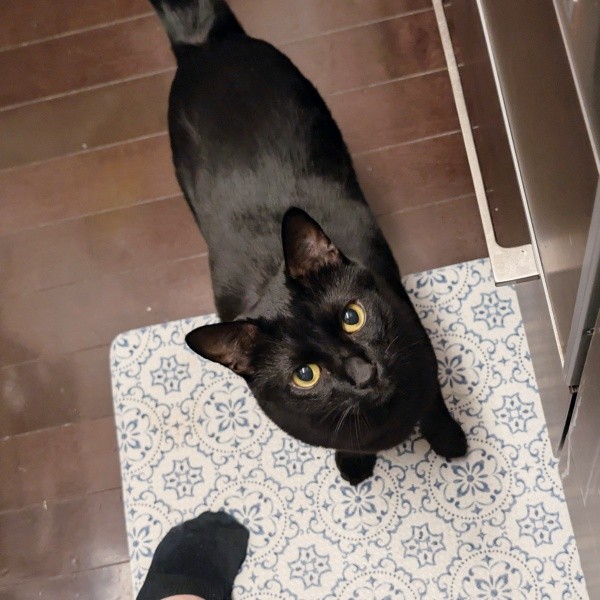「遊んで！」 アピールするうにくん（画像提供：ねこのいいなりさん）