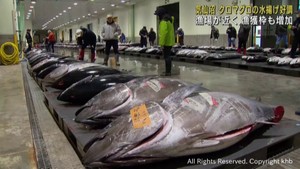 マグロの王様クロマグロ　宮城・気仙沼で水揚げ絶好調　漁獲枠拡大も影響