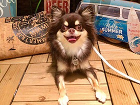 名前を呼ばれるとご機嫌　ロングコートチワワの「エマ」　