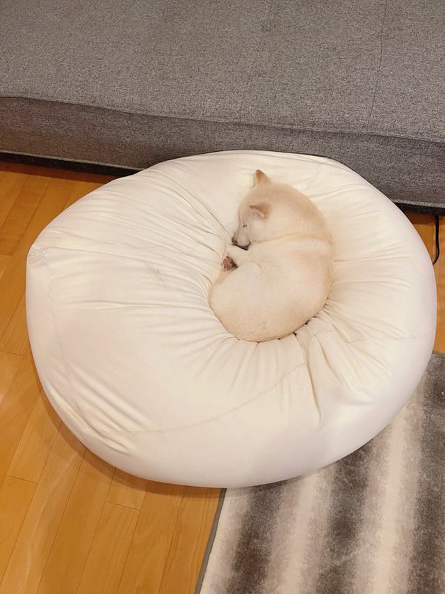 スヤァ…（画像提供：たまgoさん）