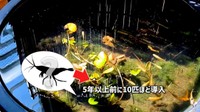 ミナミヌマエビを「5年以上前に10匹ほど導入」今や数百匹います／ガックンchさん（@gakkun_ch）提供