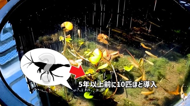 ミナミヌマエビを「5年以上前に10匹ほど導入」今や数百匹います／ガックンchさん（@gakkun_ch）提供