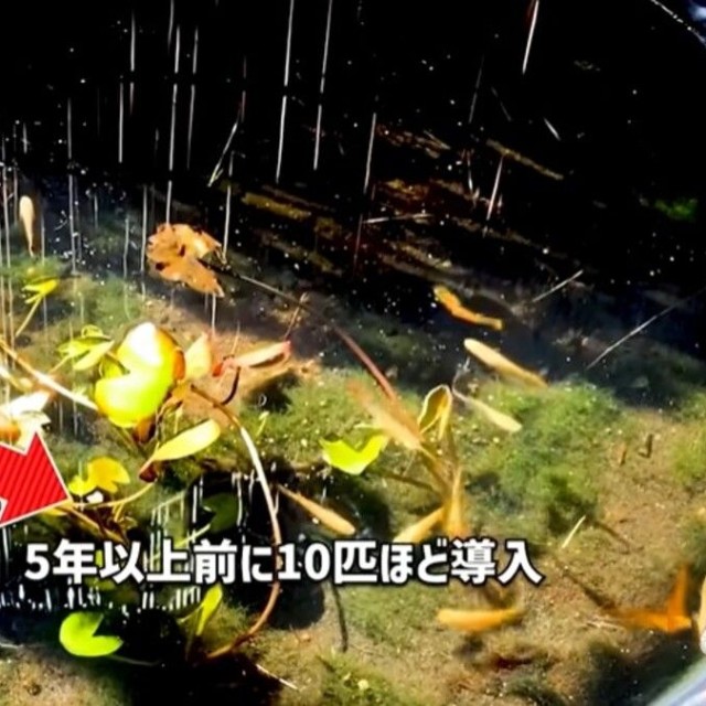 ミナミヌマエビを「5年以上前に10匹ほど導入」今や数百匹います／ガックンchさん（@gakkun_ch）提供