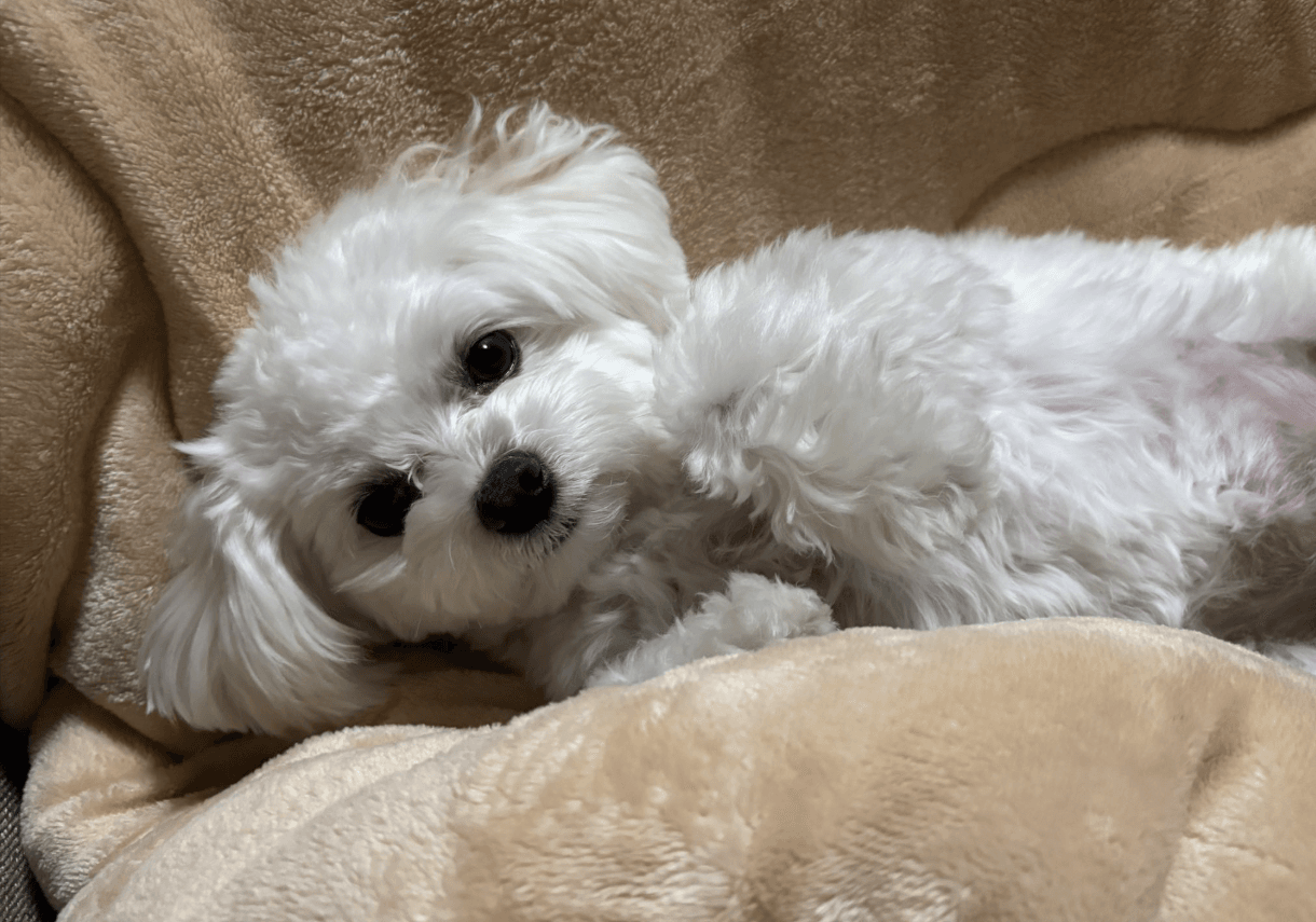 いたずらしていない時の、ふわふわのいぬちゃん