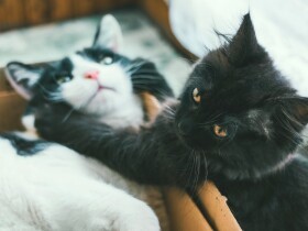 ２匹目の猫を検討中　猫の多頭飼育は個々とちゃんと向き合えることが大事