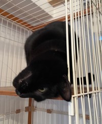 飼い主さんが仕事に行こうとするとクネクネスリスリで行かないでのアピール（提供：punocoさん）