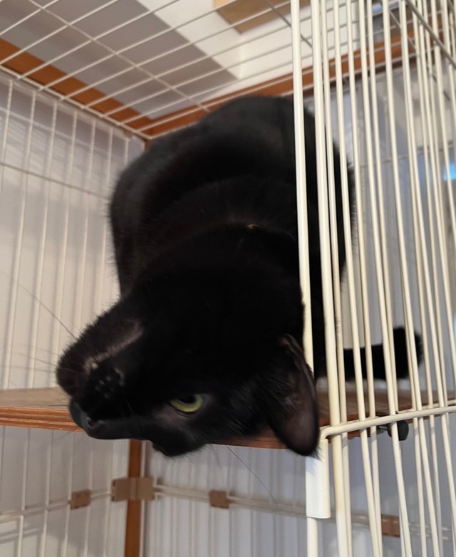 飼い主さんが仕事に行こうとするとクネクネスリスリで行かないでのアピール（提供：punocoさん）