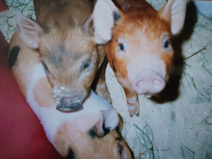 担当した幸ちゃんが出産した子豚（梶さん提供）
