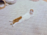 難解なポーズになったミックくん（画像提供：今日と、セラ、ミックさん）