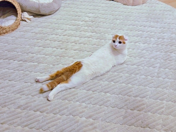 難解なポーズになったミックくん（画像提供：今日と、セラ、ミックさん）