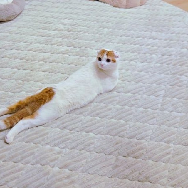 難解なポーズになったミックくん（画像提供：今日と、セラ、ミックさん）