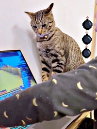 「ひらめいた！」スッと立ち上がるzozoくん（画像提供：zozoさん）