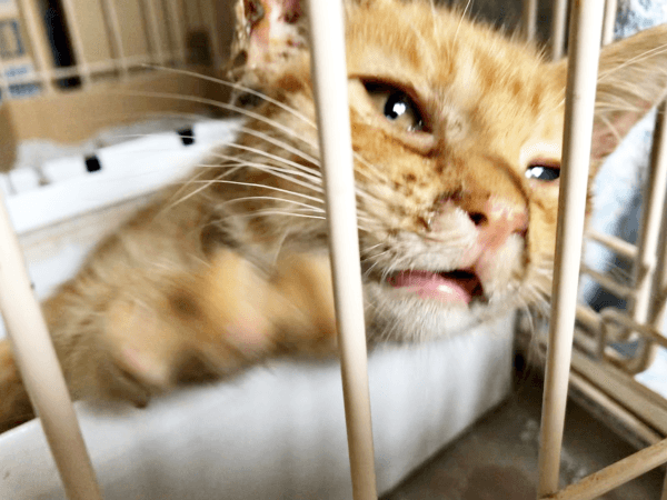 保護当時、ケージの中から外を眺めるツナくん（画像提供：mmmさん）