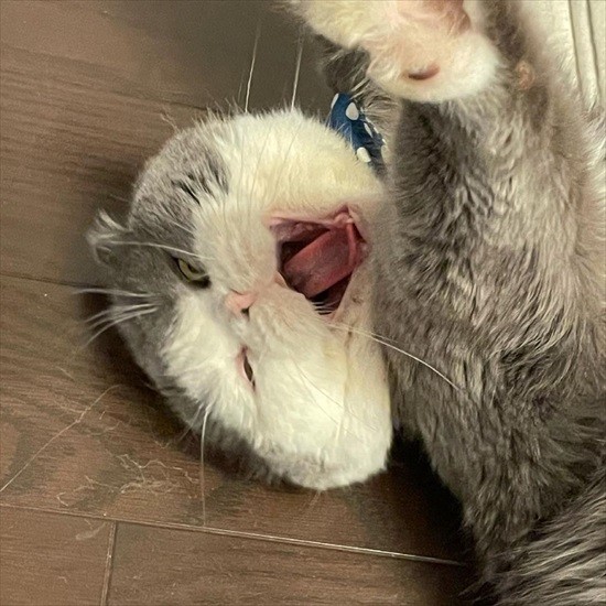 あくびをする、まる