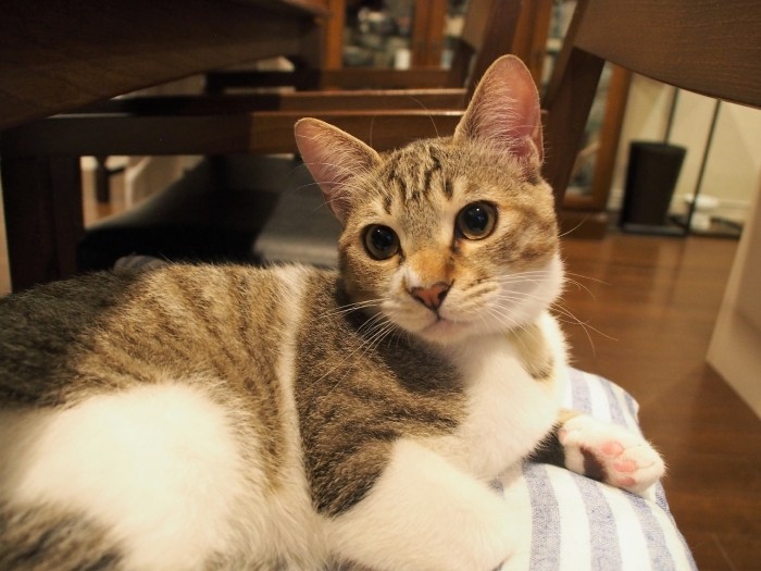 眠くなってくると、ちょっとしおらしい顔になる