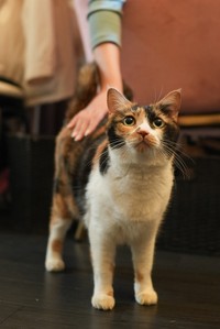 マロンはソフィに遠慮しがちだが、好きなお客さんには甘える