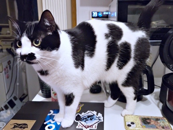 個性的な被毛の柄が素敵なミアちゃん（画像提供：マグルの猫さん）