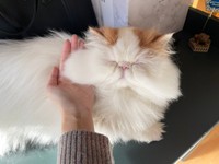 飼い主さんの膝上でくつろぐもけちゃん（画像提供：もけもけ@エキゾチックロングヘアさん）