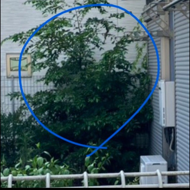 （海好き大家さん提供）