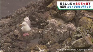 カモメの子育てをホテルから観察　宮城・南三陸町