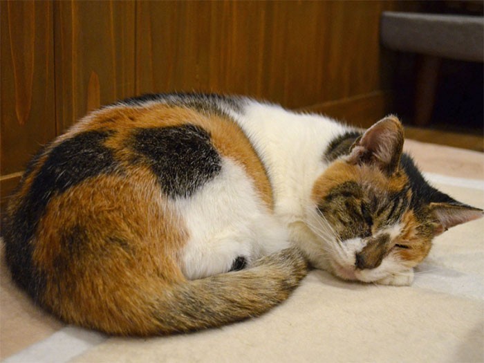 ホットカーペットでぬくぬく