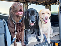 2024年12月に虹の橋を渡ったテオくん（中央）。“三色団子”と呼ばれていましたコナくん（左）、まる子ちゃん（右）（画像提供：ラブラドールのコナまる子さん）