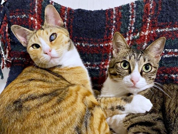 まるで本当の姉妹！（左から）さごしちゃん、先住猫・かつおちゃん（画像提供：ネムノキさん）