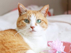 新しいおもちゃ、楽しいね　お返事ができる茶白MIX「まる」　