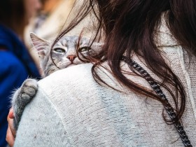 11人の怒れる検察審査員!?　不起訴だった猫の虐待事件に「起訴相当」の議決