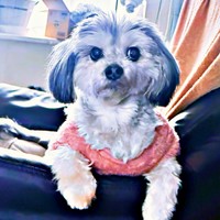 「ごはんのトッピングは？」じっと見つめるつんちゃん（画像提供：つんこむさん）