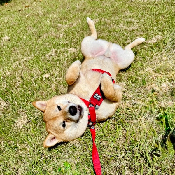芝生の上でゴロン！ 日光浴を楽しむろくくん（画像提供：柴犬 ろくさん）