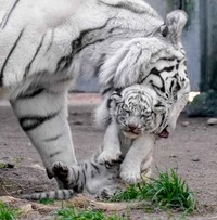 写真集「とらのこ」（辰巳出版）より＝写真・RIKU