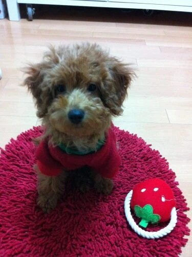 家にきたころの「苺」

