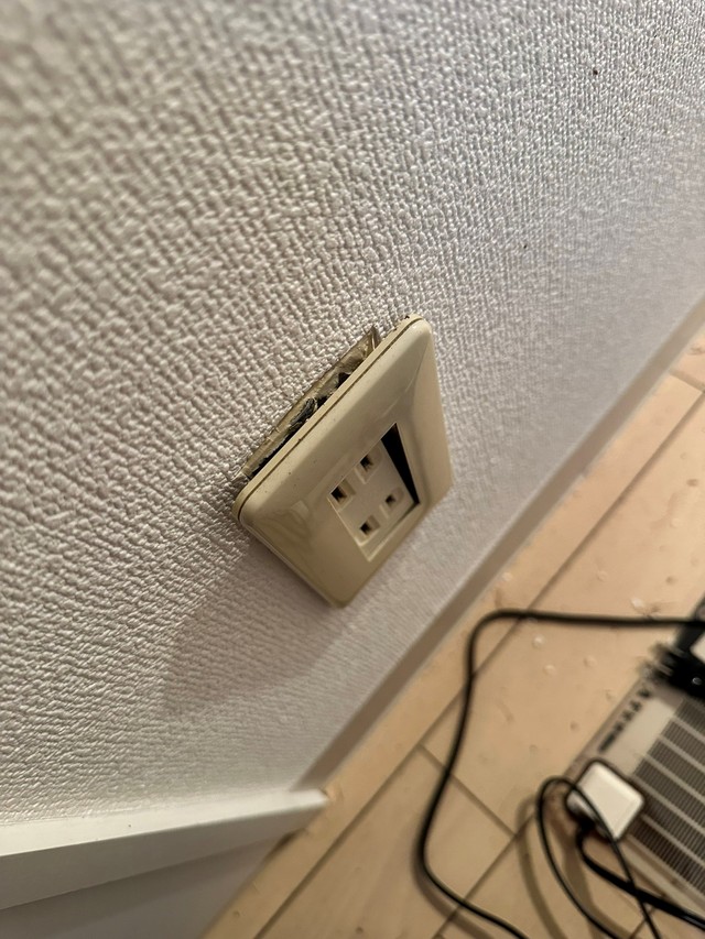 ヤシガニが脱走し、あちこちに被害が