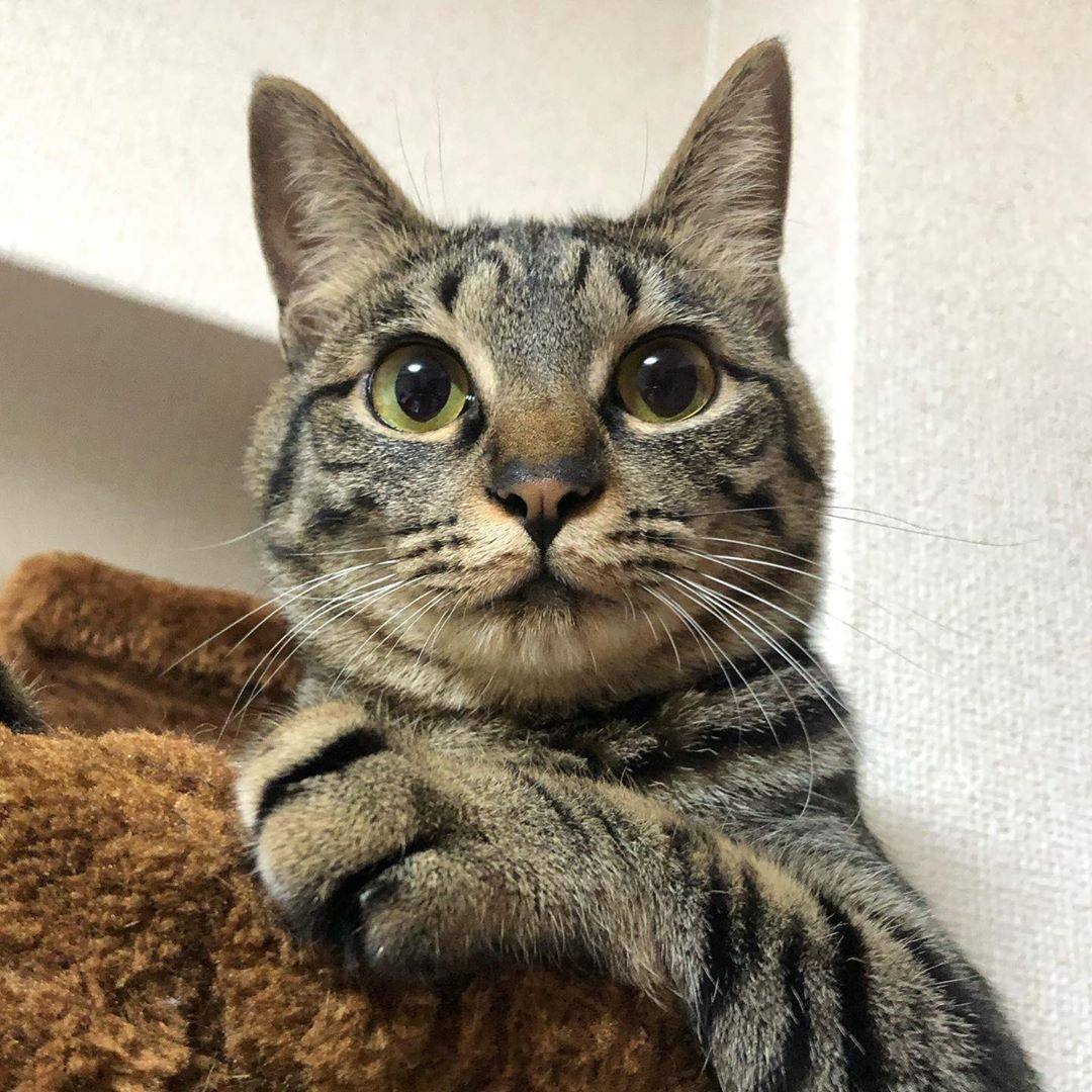 キジ猫と暮らしたい」一心で新しい部屋に引っ越し 納骨堂で保護された