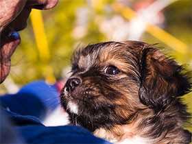 保護犬や保護猫、引き取りたいけど難しいかも？　譲渡の条件とは