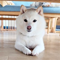 おすまし顔の餅子ちゃん（画像提供：KURUMILK.SHIBAINUさん）