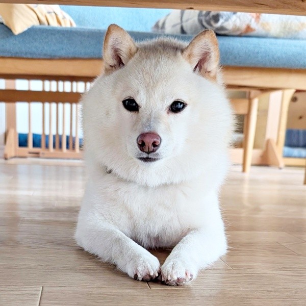 おすまし顔の餅子ちゃん（画像提供：KURUMILK.SHIBAINUさん）