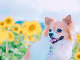 ２０１８アイドル級で賞　チワワの「メイ」