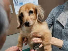 動物看護師の病からの復帰支えた犬ががんに　力振り絞り最期にくれた贈り物