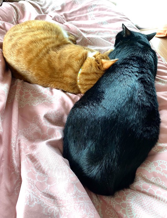 お腹に埋まるバージョン（提供：さんぬこさん）