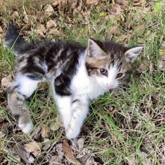 家にきたころの「はなび」