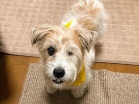 ２０２０ウィンク名人で賞　ジャックラッセル「ノア」