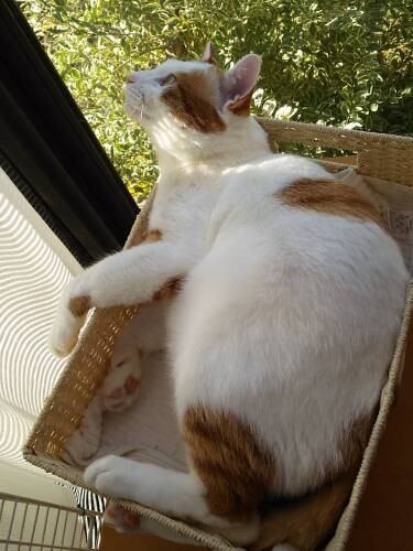 サンルームでくつろぐイーグル（黒尾さん提供）