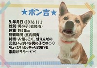 ポンのプロフィール